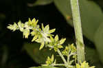 Green false hellebore